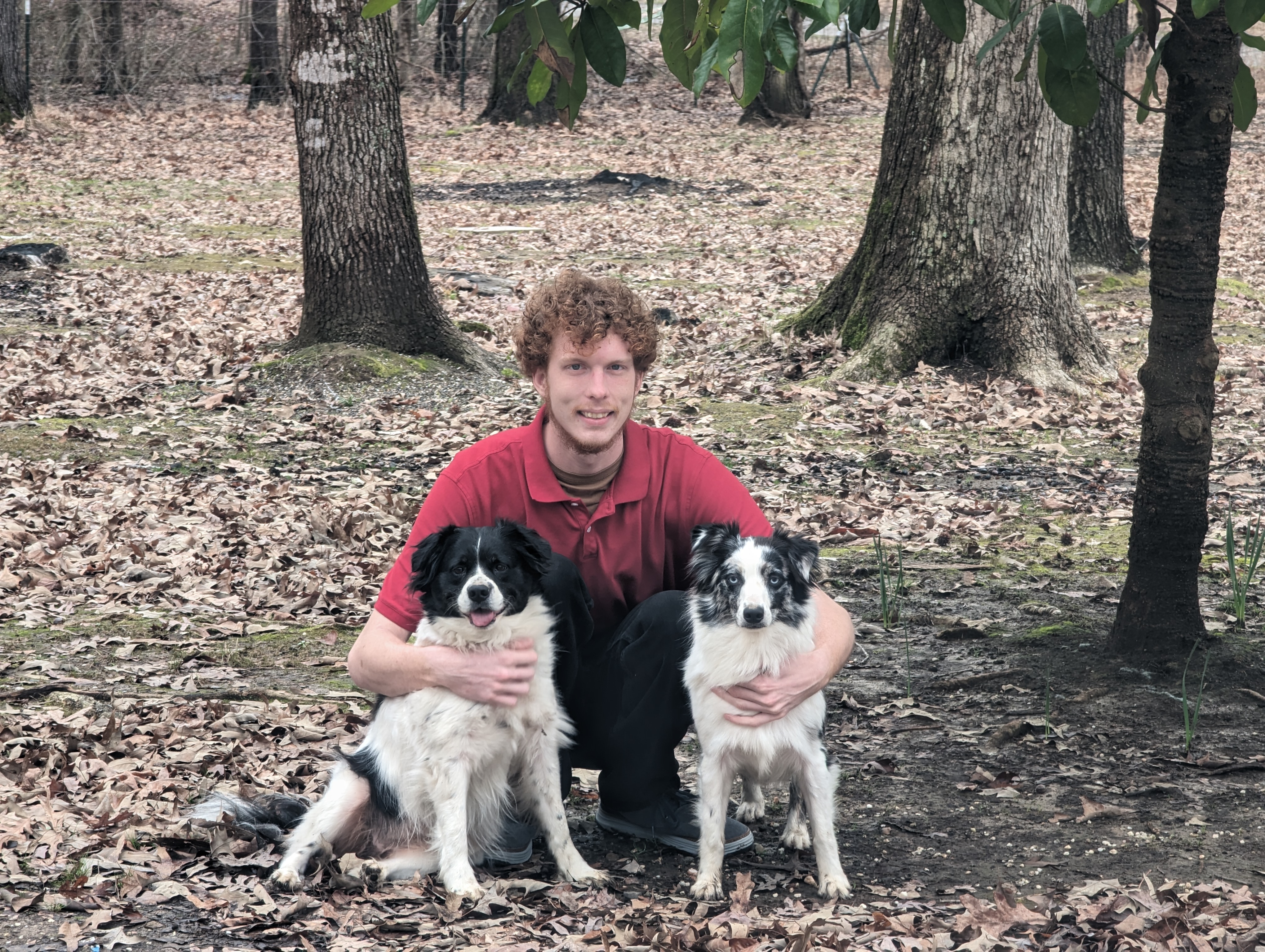 A photo of happy dogs