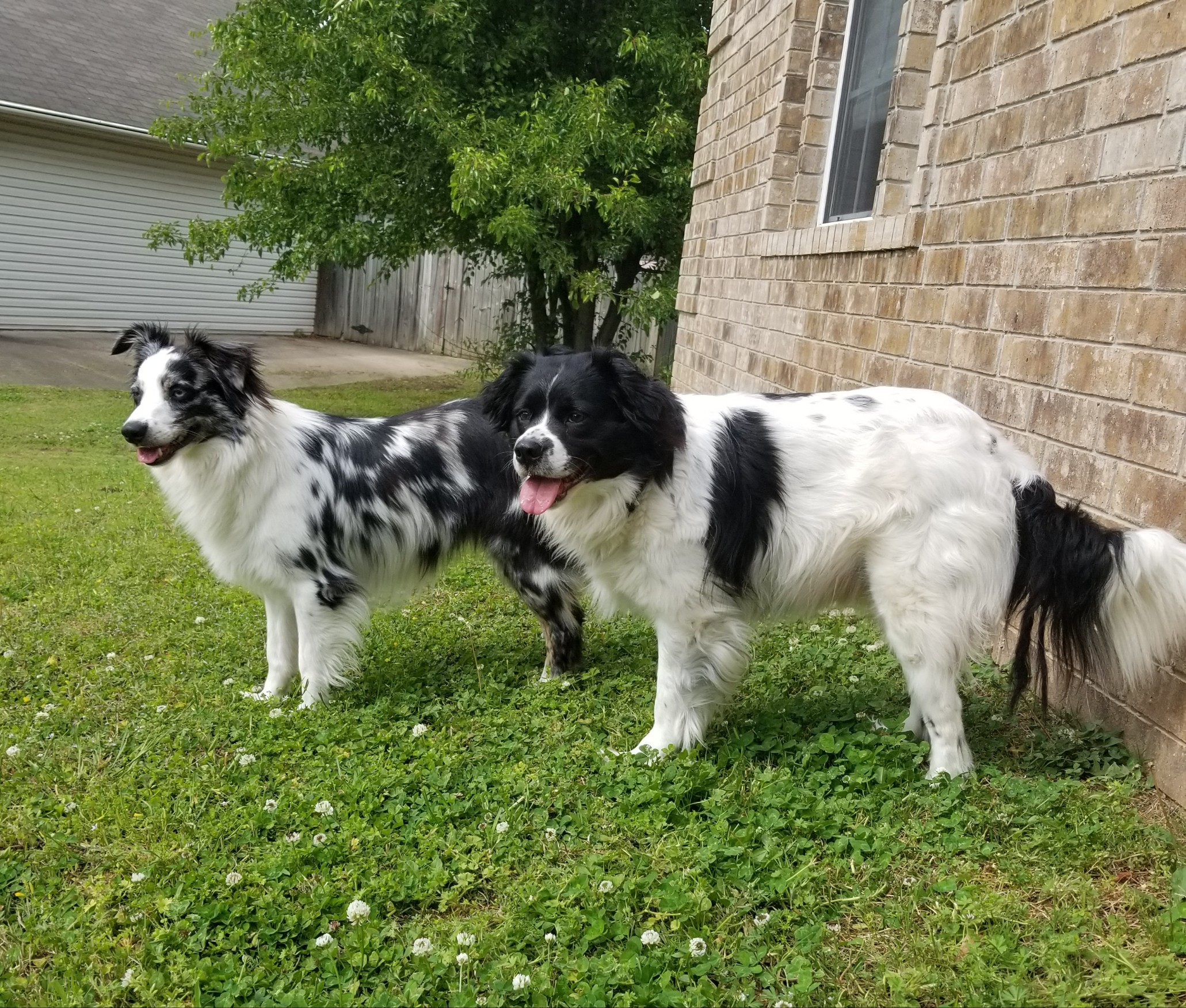 A photo of happy dogs